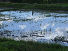 田んぼに映る夏雲