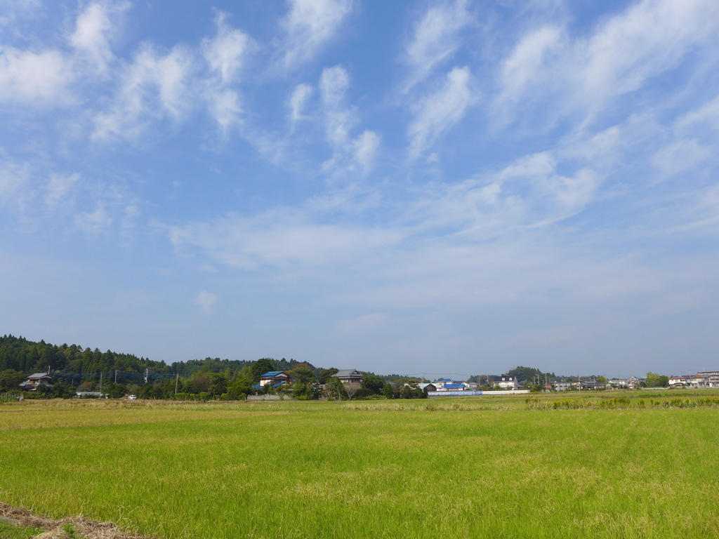 いつもの田んぼ2
