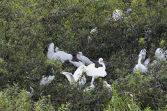 シラサギの群れ