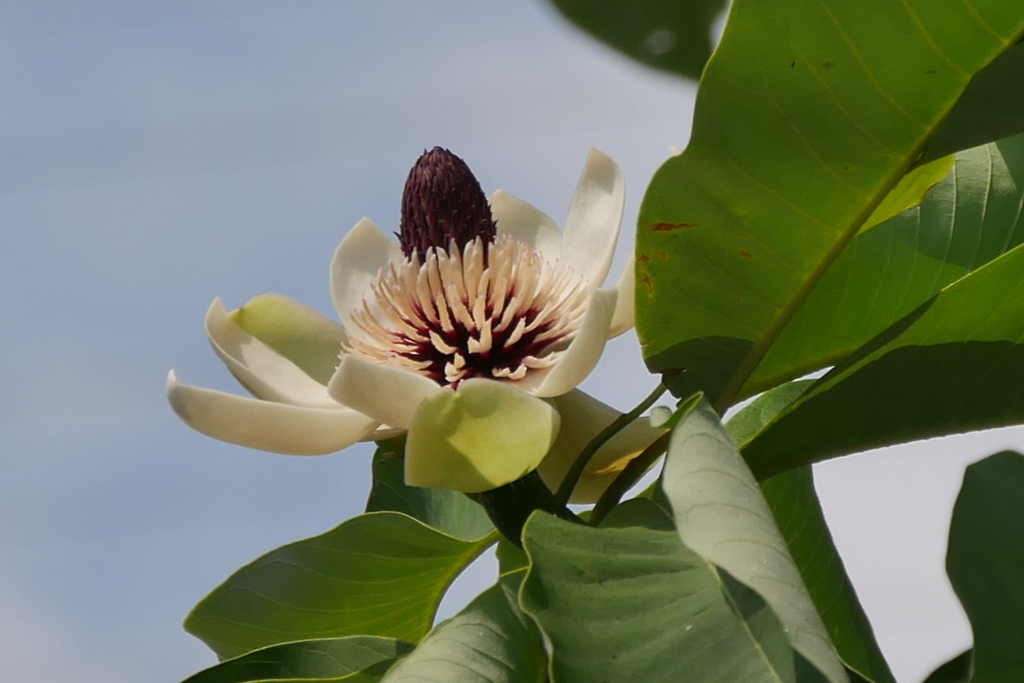 タイサンボクの花