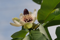 タイサンボクの花