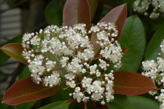 ベニカナメモチの花