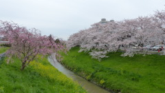 茂原の桜　1