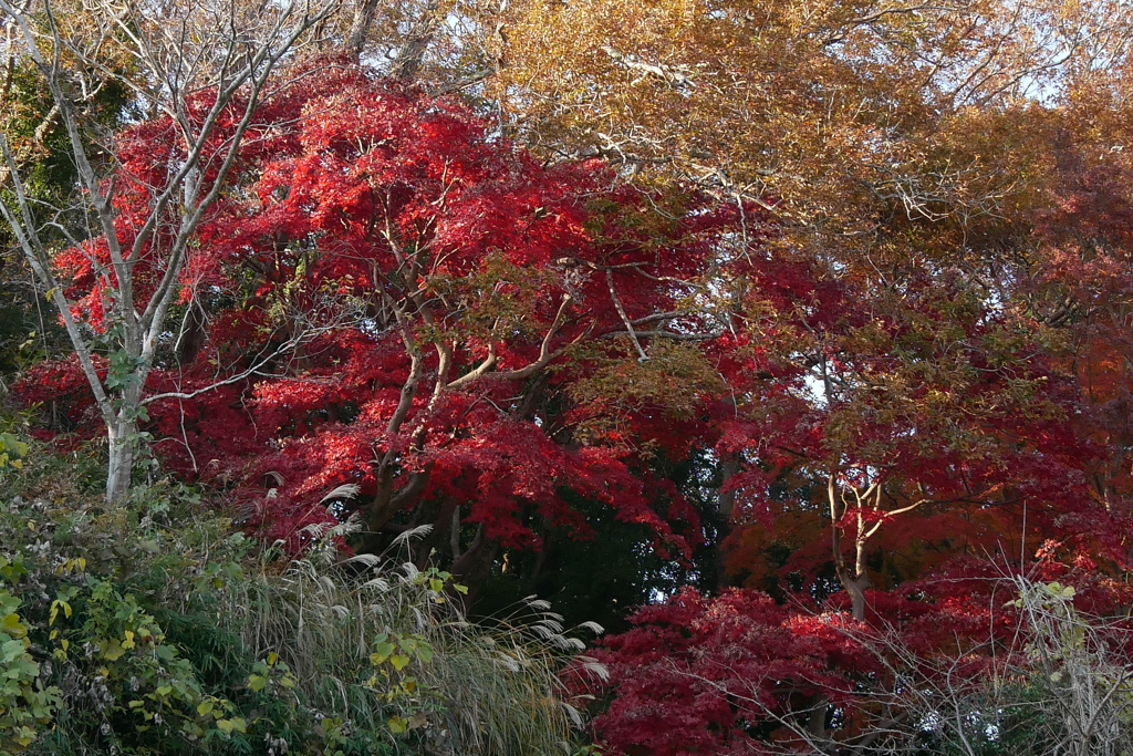 山手の彩