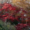 山手の彩