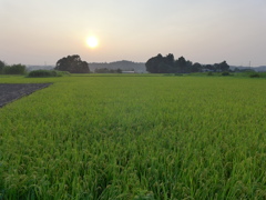 ぼやけた大きな太陽