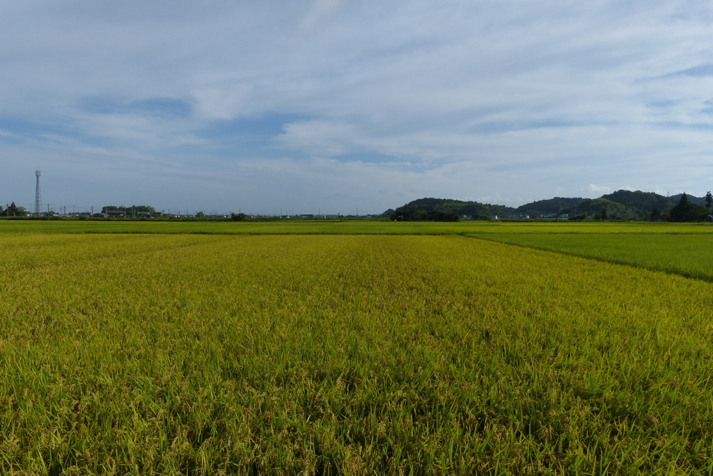 豊穣の田園