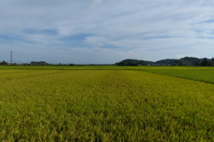 豊穣の田園