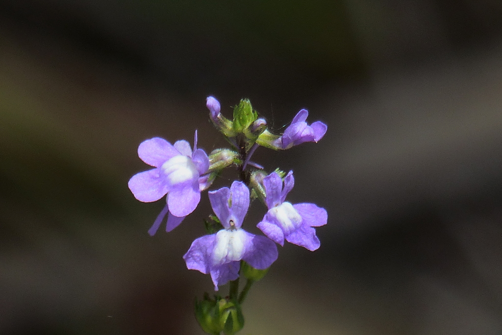 マツバウンラン