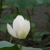 白蓮