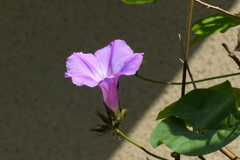 朝顔