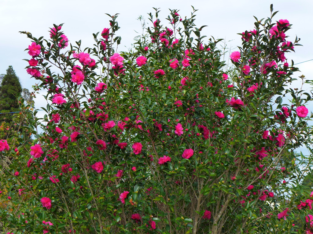 サザンカ・フェア