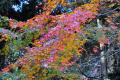 やっと紅葉の始まったモミジ