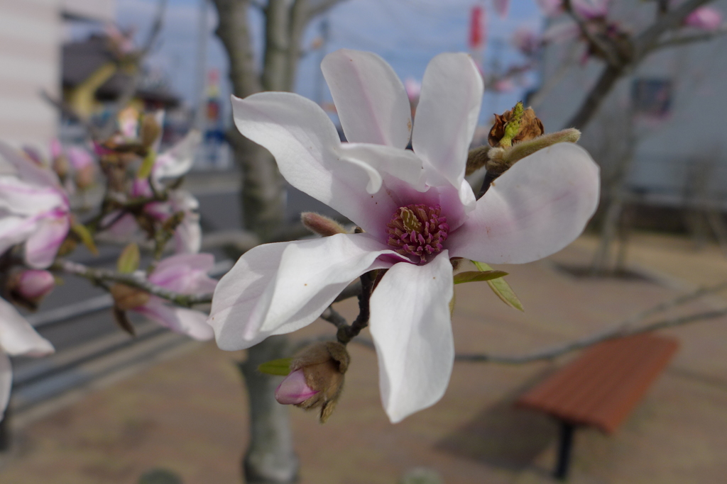 公園のシデコブシ