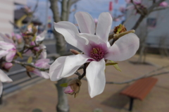 公園のシデコブシ
