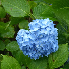 紫陽花
