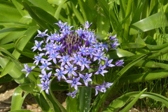 シラー　ぺルビアナ