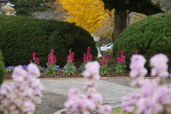 冬の花壇