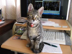 我が家の愛猫３ヶ月の頃