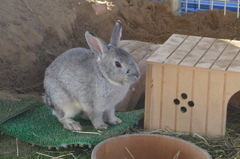 ご近所ウサギ