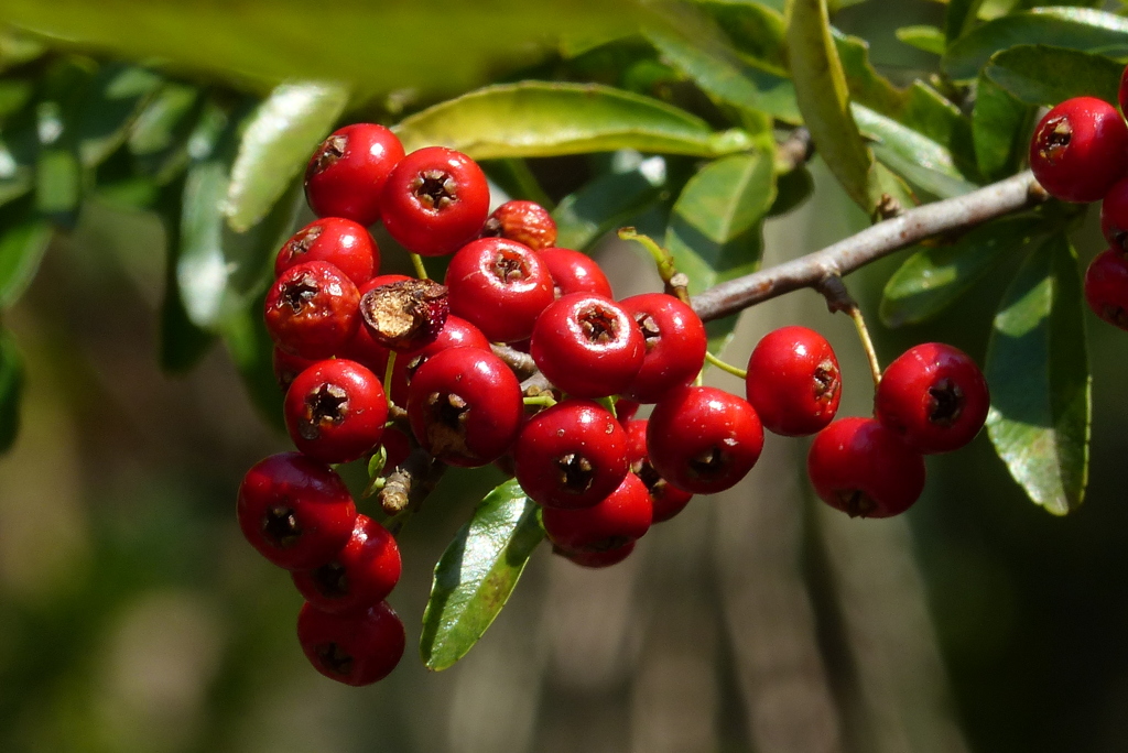 野生のピラカンサ