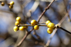 蝋梅の蕾
