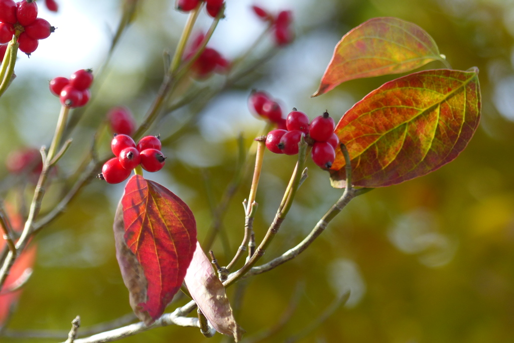 ハナミズキの紅葉