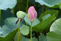 蕾と花托