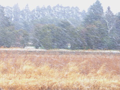 吹雪模様