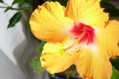 輝く花