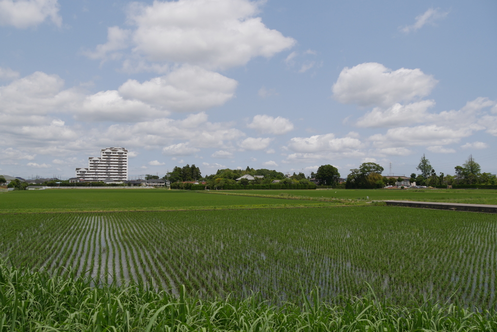 田園風景