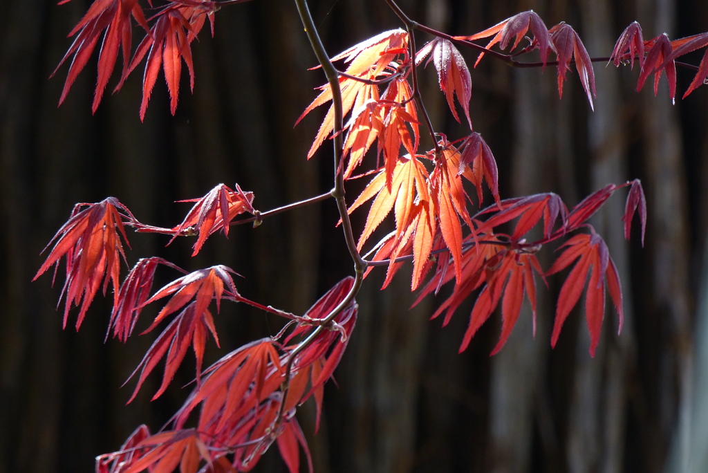 春紅葉