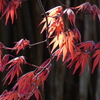 春紅葉
