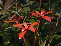 モッコクの新芽