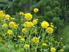 花笠菊