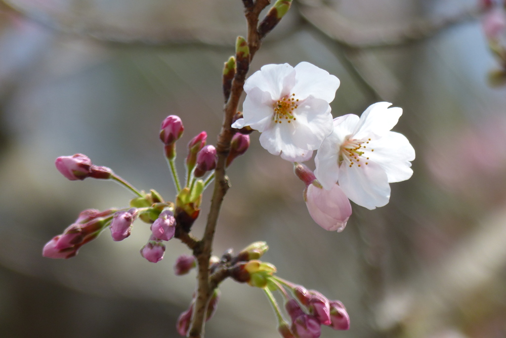 桜