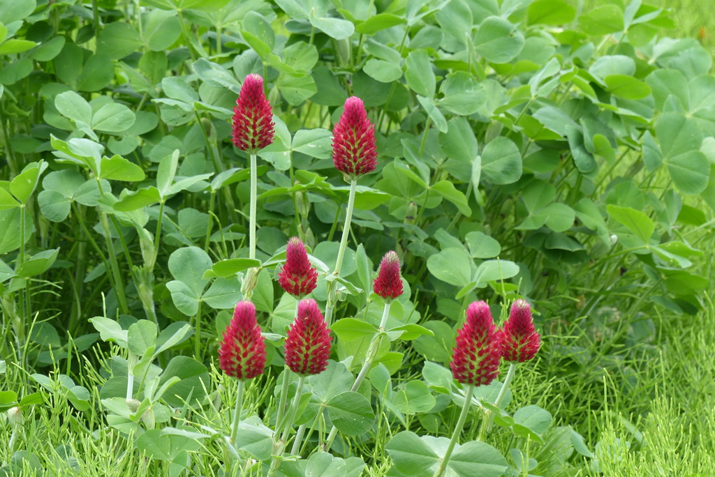 クリムゾンクローバー