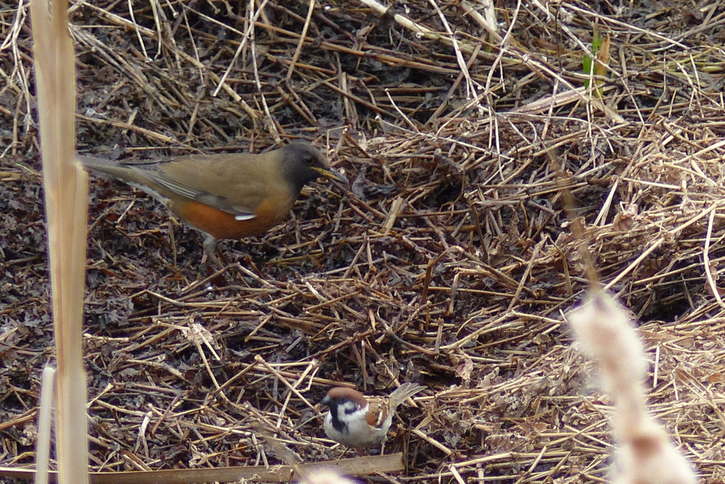 一緒に餌さがし