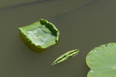 初夏の蓮池