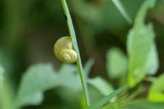 カタツムリ