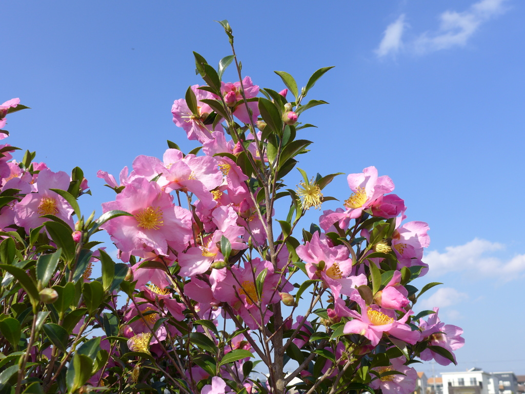 サザンカ、ピンク、一重
