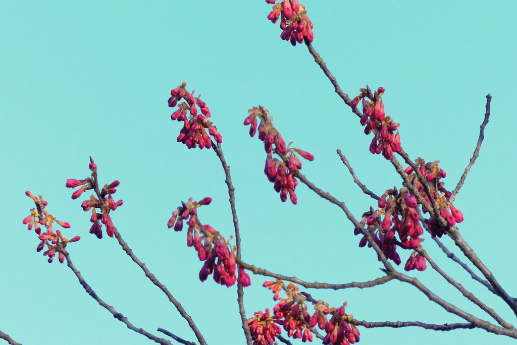 緋寒桜