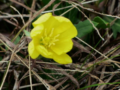 コマツヨイグサ