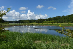 憩いの池遠景