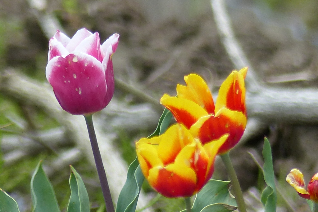 チューリップ