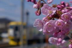 線路わきの桜