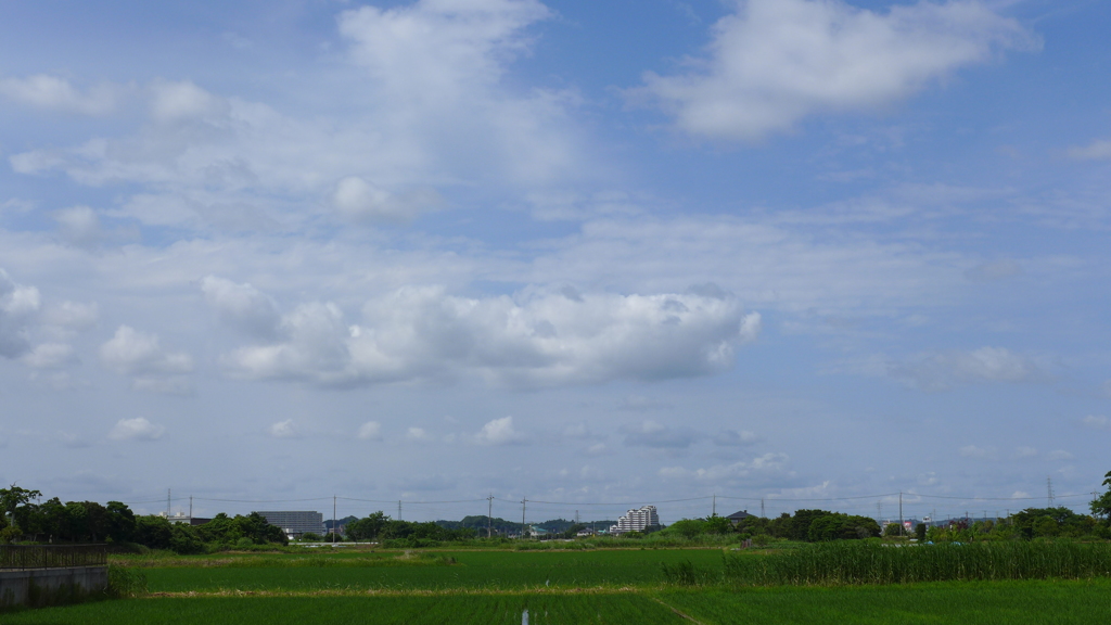 田んぼは緑の絨毯。空はすがすがしい。