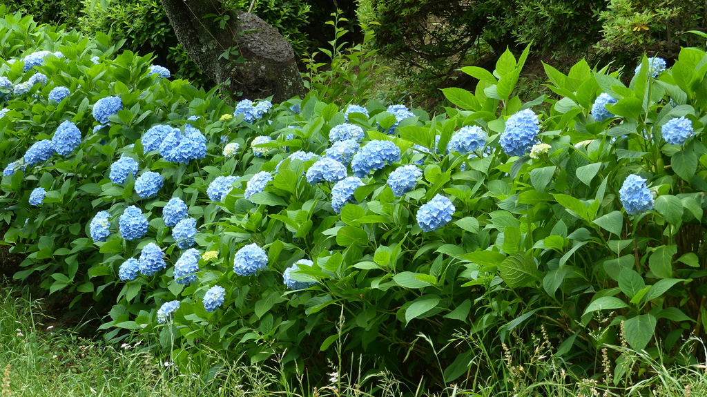 公園の紫陽花