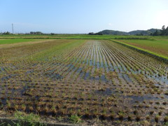 収穫後の田んぼ