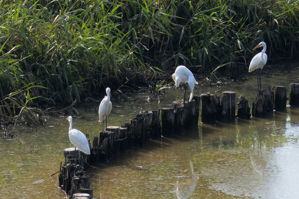 コロニーの風景